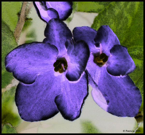 Image Hosted by ImageShack.us